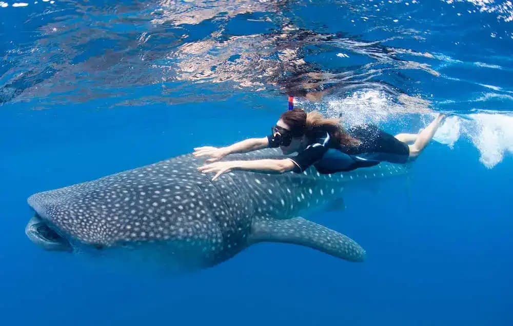 Swimming with a whale shark in Los Cabos