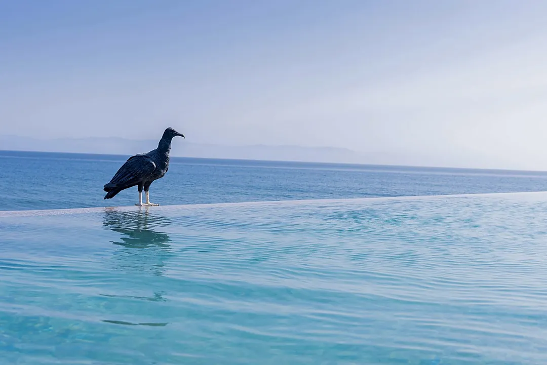 An infinity pool overlooking the sea, where tranquil waters mirror the sky and local wildlife occasionally visits your serene retreat.