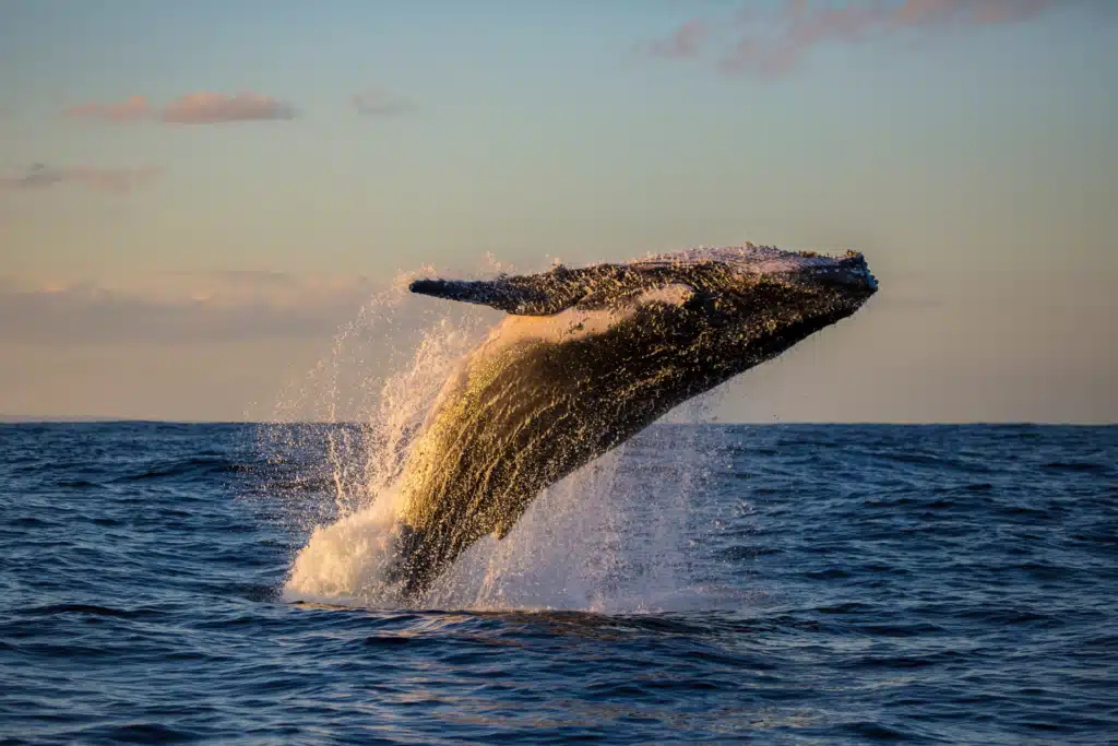 Whale watching in Los Cabos