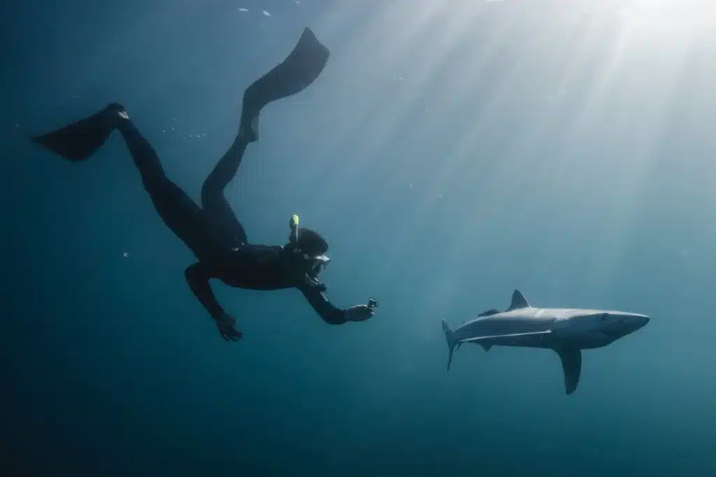 Shark encounter in Los Cabos