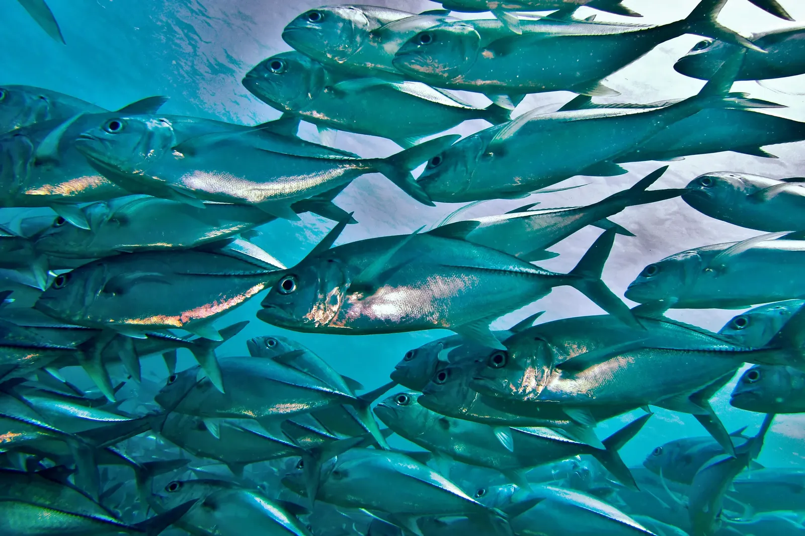 A dense school of bigeye jacks, the signature sight of the Cabo Pulmo reef