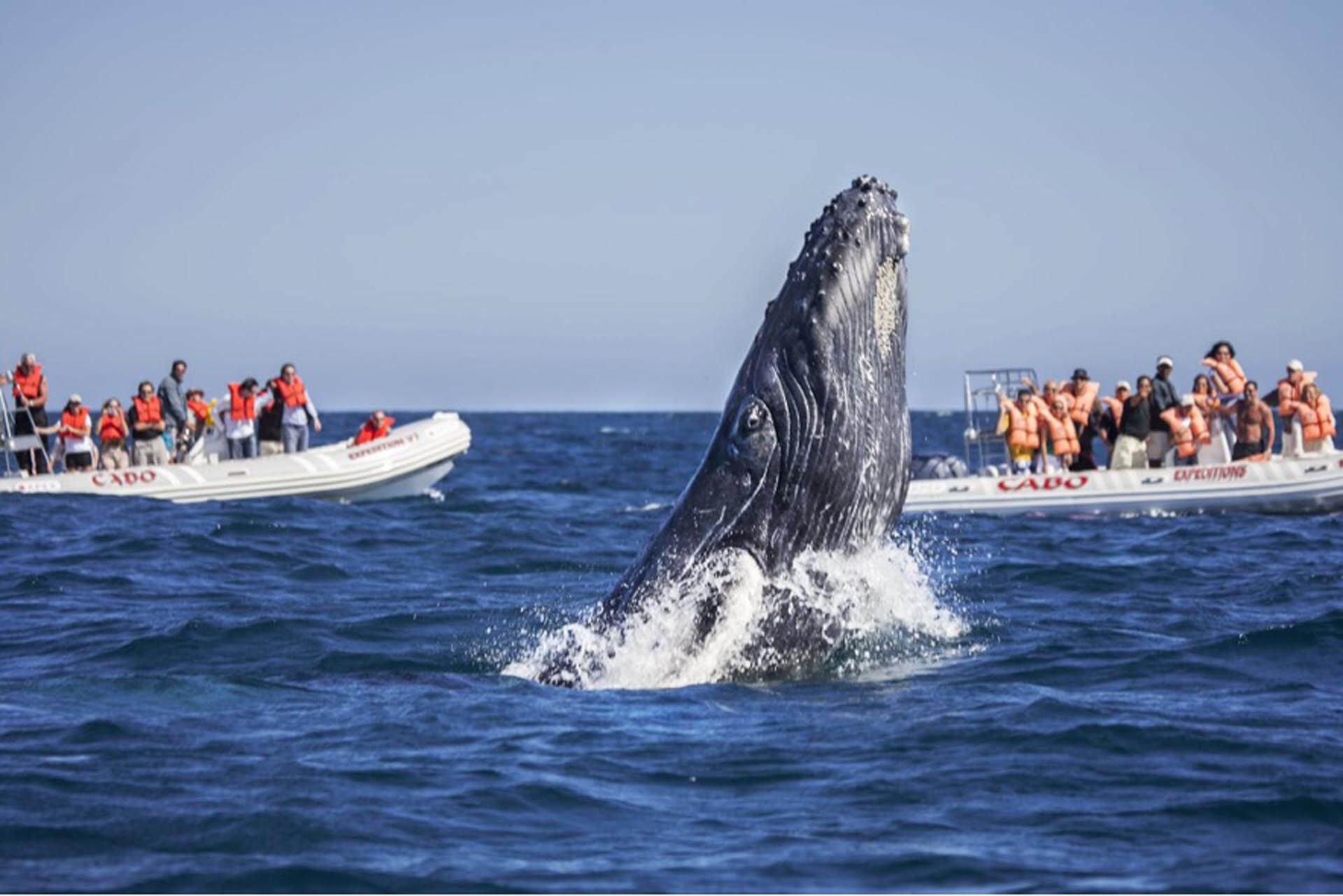 Cabo Whale watching