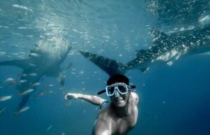 Cabo Whale Sharks Tour