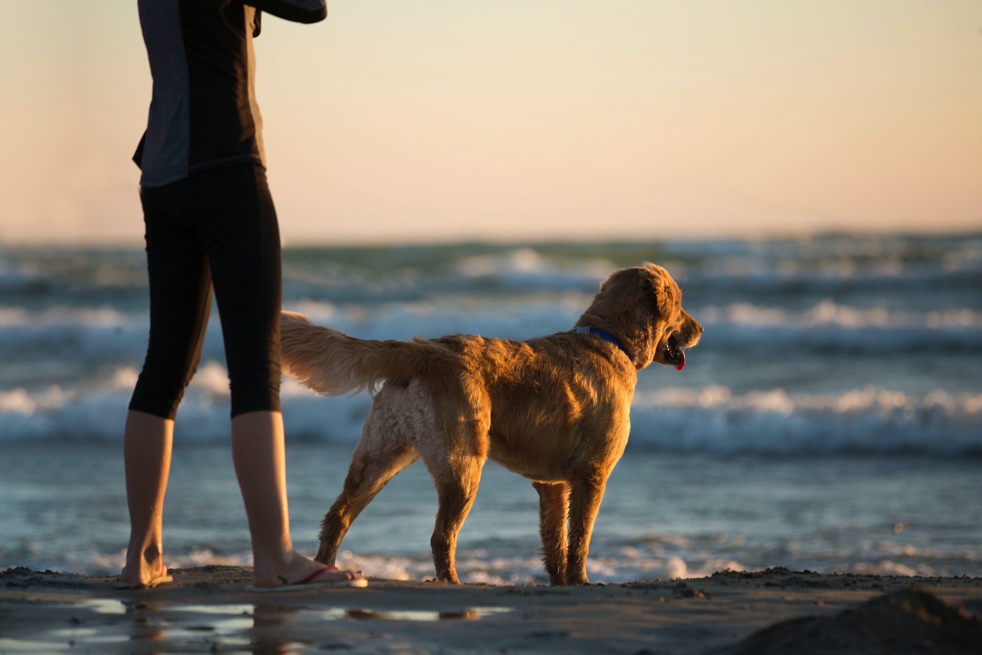 Dog Friendly Activities In Cabo