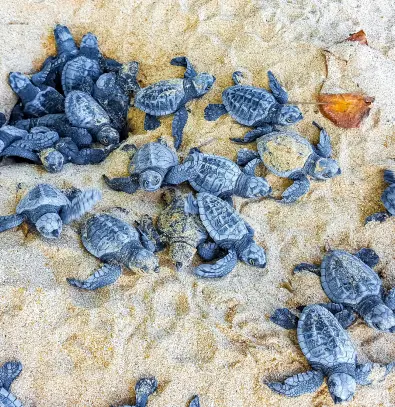 Los Cabos Turtle Release Eco-Experience