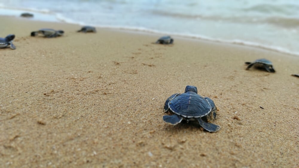 Sea turtles making their way into the ocean during a Cabo turtle release program.