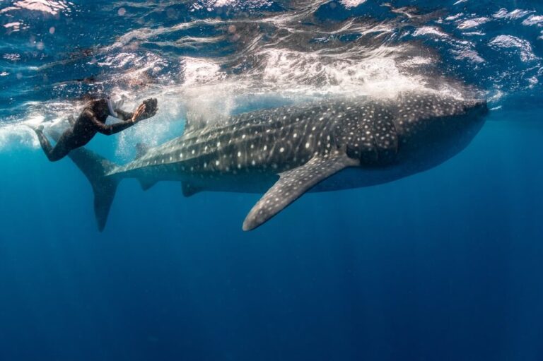 Swim With Whale Sharks in Cabo, Mexico